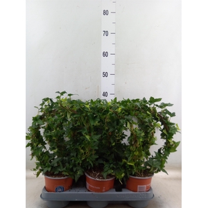Hedera helix 'Shamrock'