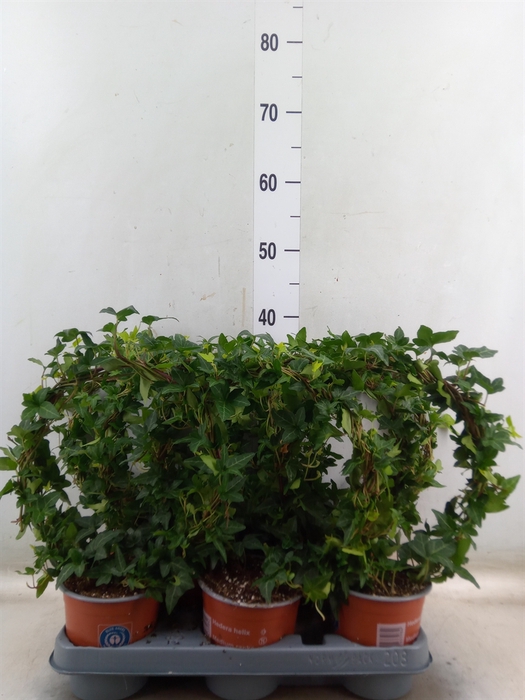 <h4>Hedera helix 'Shamrock'</h4>