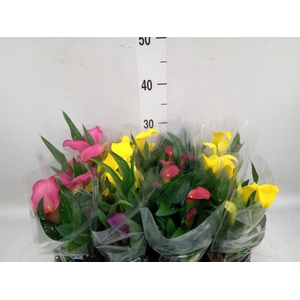 Zantedeschia   ...mix