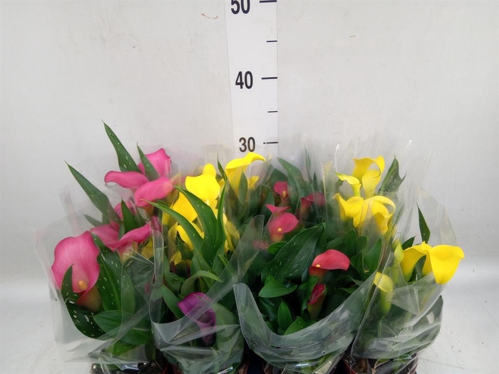 <h4>Zantedeschia   ...mix</h4>