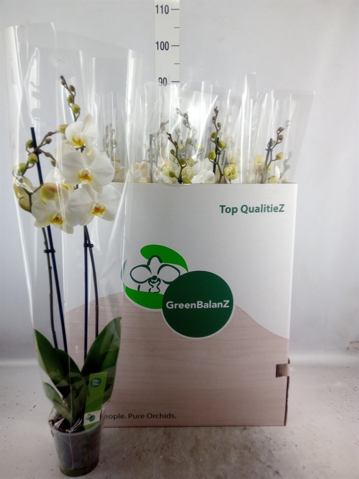 <h4>Phalaenopsis   ...white</h4>