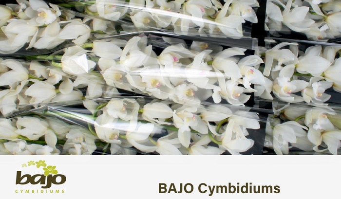 <h4>CYMB T POMPEI</h4>