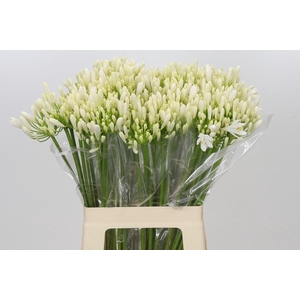 Agapanthus EYFORI White