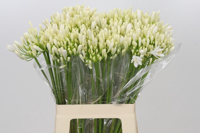 <h4>Agapanthus EYFORI White</h4>