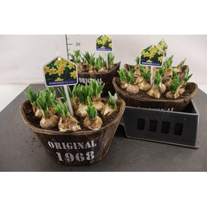 * Arr. Hout Tobbe Tete A Tete 23 Cm.