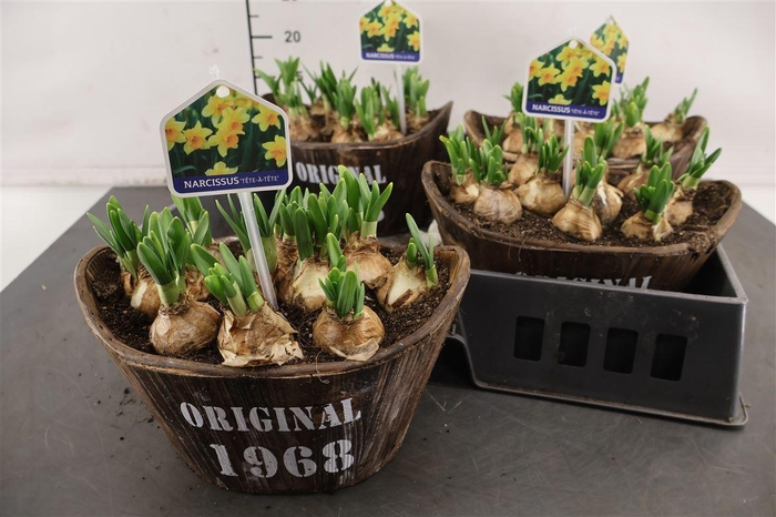 <h4>* Arr. Hout Tobbe Tete A Tete 23 Cm.</h4>