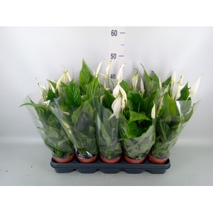 Spathiphyllum  'Torelli'