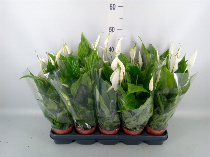 <h4>Spathiphyllum  'Torelli'</h4>