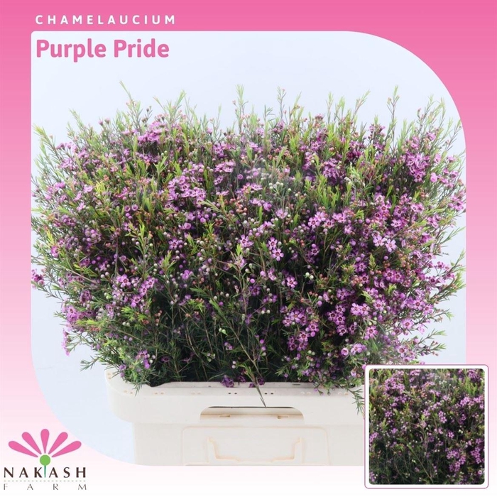 <h4>Chamelaucium Purple Pride</h4>