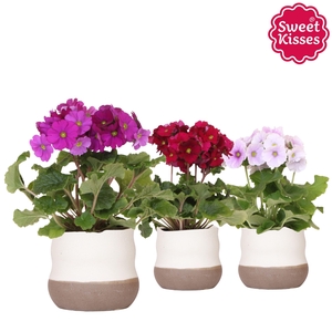 Primula Obconica Sweet Kisses mix in Imperfect Bag pot