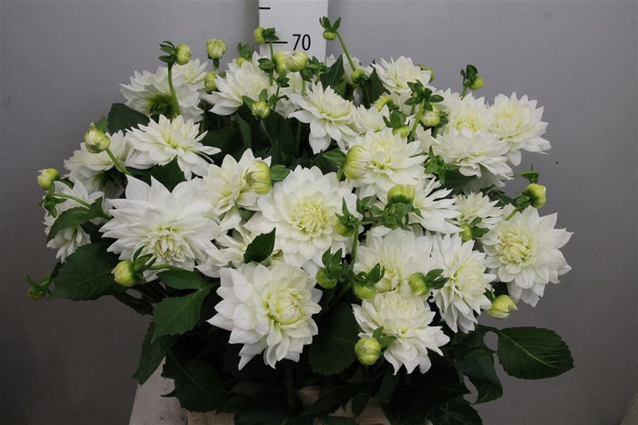 <h4>Dahl White Margot</h4>
