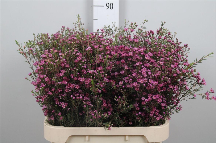 <h4>Chame Un Prince</h4>