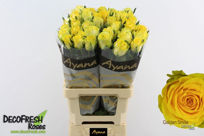 <h4>R Gr Golden Smile</h4>