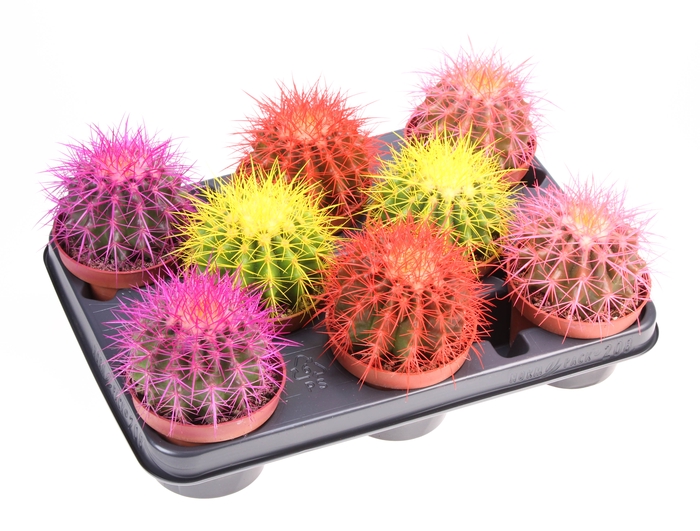 <h4>Cactus Grusonii Rainbow Gemengd</h4>