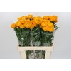 Tagetes Marigold Promise Light Orange