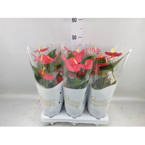 Anthurium andr. 'Esudo'