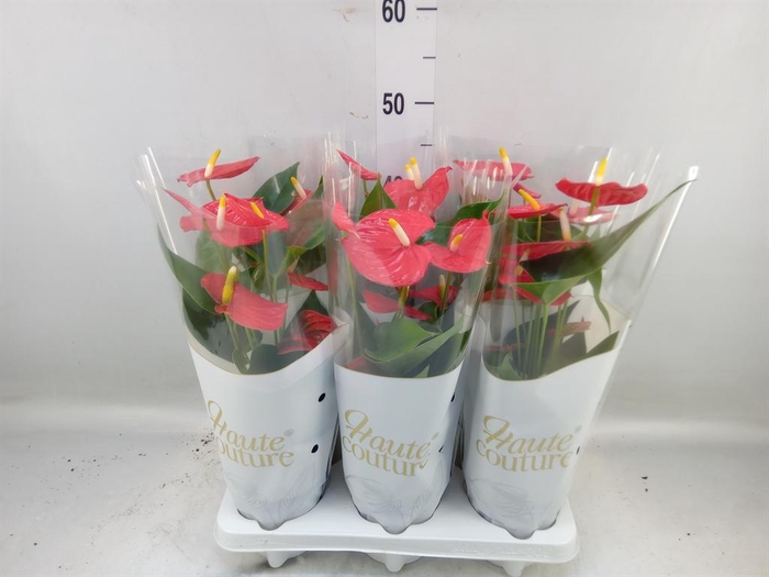 <h4>Anthurium andr. 'Esudo'</h4>
