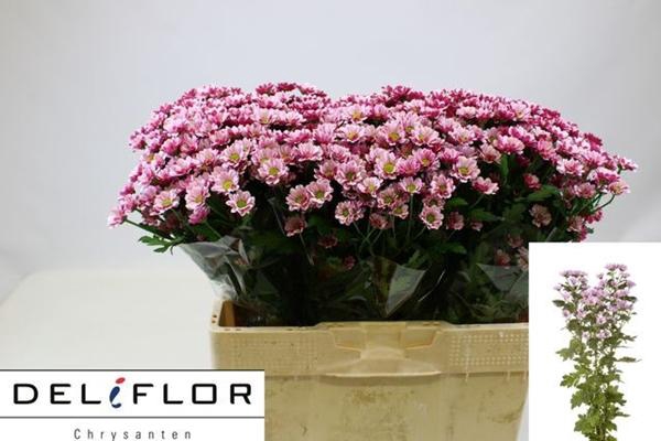 <h4>CHR SAN KINDLY</h4>