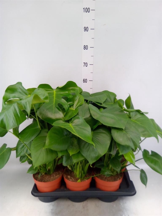 <h4>Monstera delic.</h4>