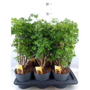 Polyscias  'Roble'