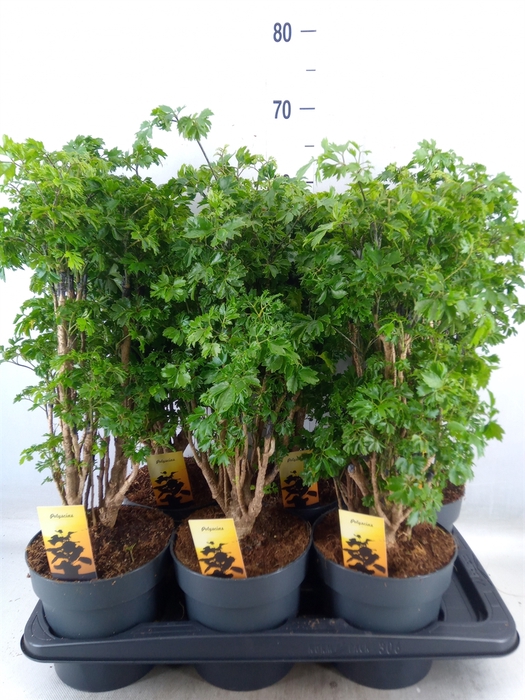 <h4>Polyscias  'Roble'</h4>