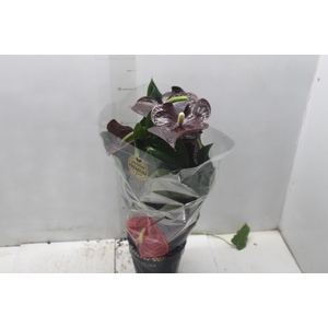 ANTHURIUM SEMPRE P17 PREMIUM