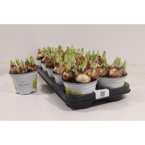 NARCISSUS TETE A TETE P12