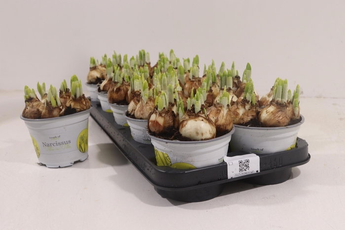 <h4>NARCISSUS TETE A TETE P12</h4>