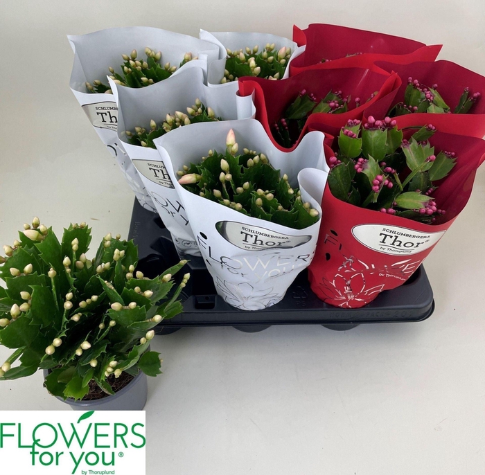 <h4>Schlumbergera gemengd 2 kleuren</h4>