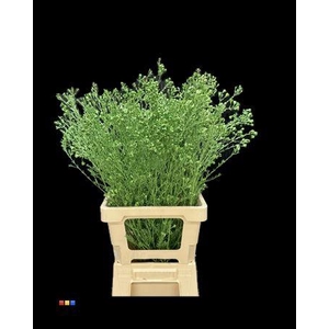 Waxflower Metallic Green