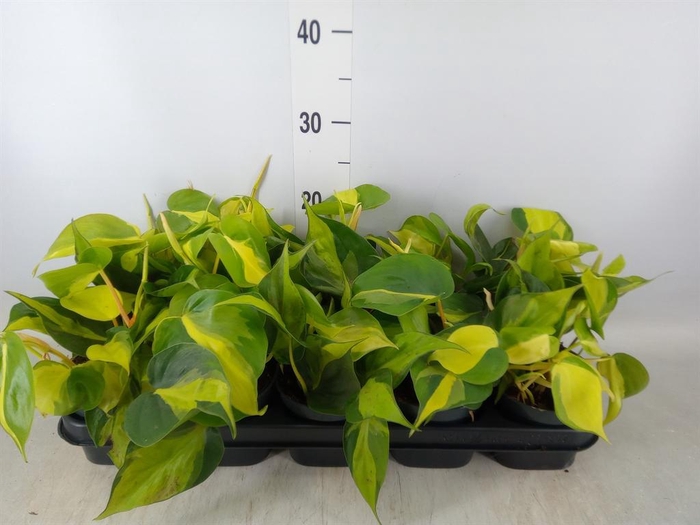 <h4>Philodendron scand. 'Brasil'</h4>