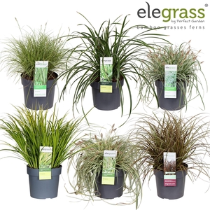 Grassen mix tray - Elegrass Hardy and Evergreen P19