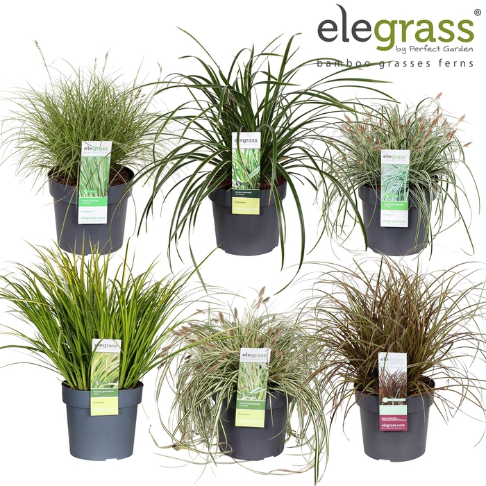 <h4>Grassen mix tray - Elegrass Hardy and Evergreen P19</h4>