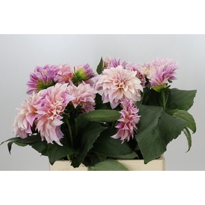 Dahlia Cafe Au Lait