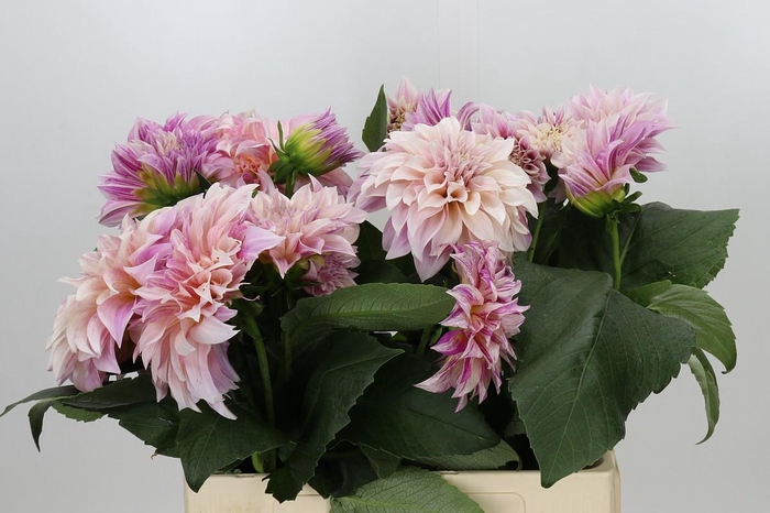 <h4>Dahlia Café au Lait</h4>