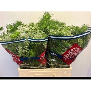 AMMI VIS CASABLANCA