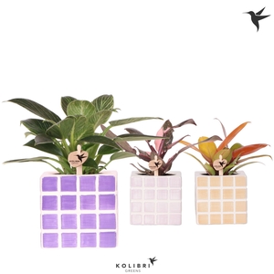 Kolibri Greens Philodendron mix in Mosa pot pink mix