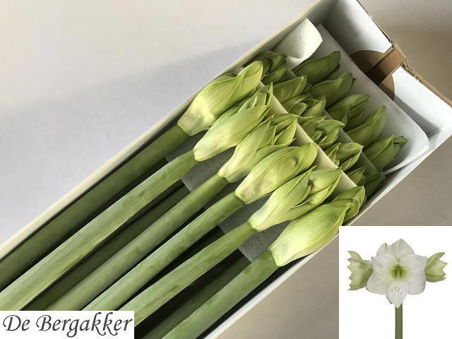 <h4>HIPP GA CASABLANCA</h4>