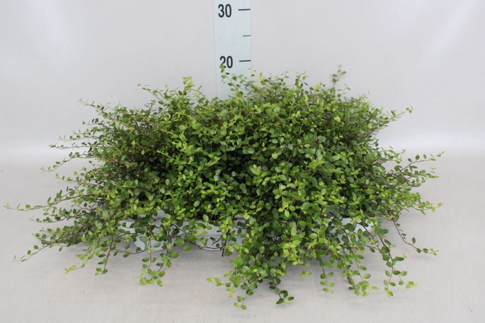 <h4>Muehlenbeckia com. 'Mao'ri'</h4>