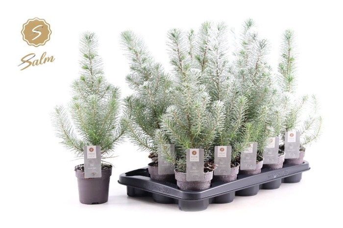 <h4>PINUS SILVER CREST</h4>