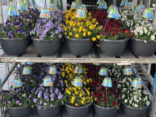 <h4>VIO CO END GEM</h4>