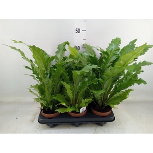 Asplenium nidus 'Campio'