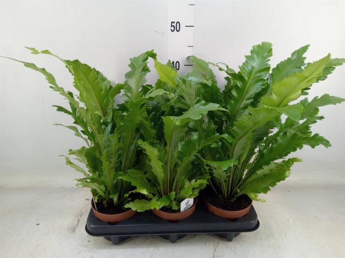 <h4>Asplenium nidus 'Campio'</h4>