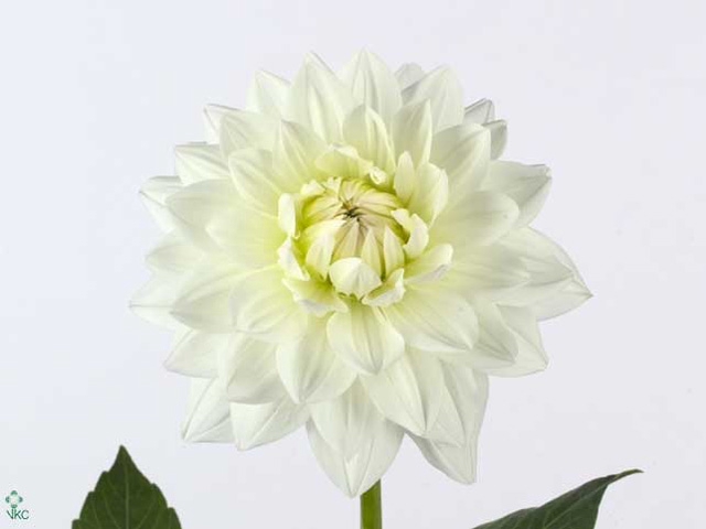 Dahl White Margot