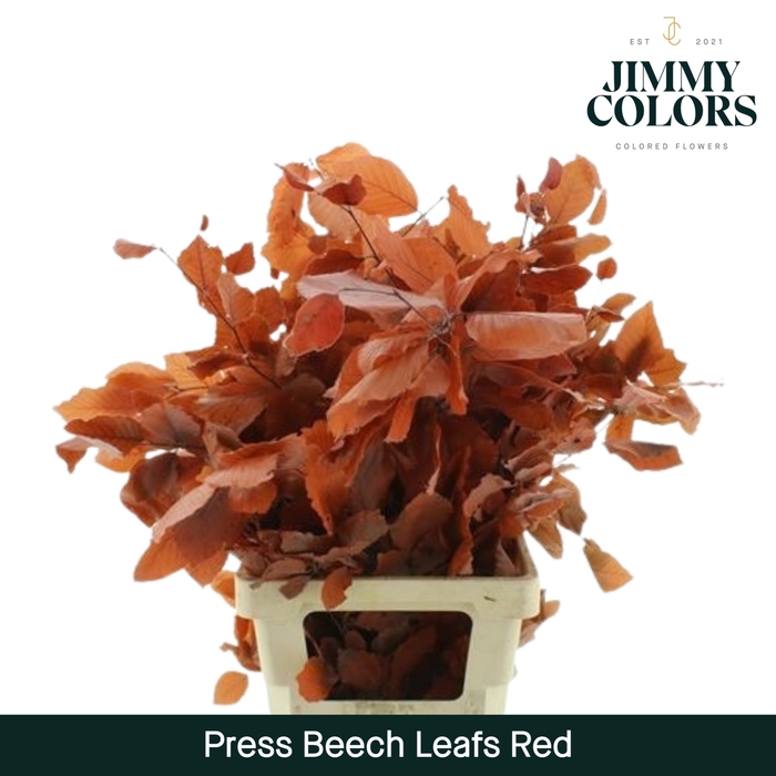 Press Beech Leafs  Red