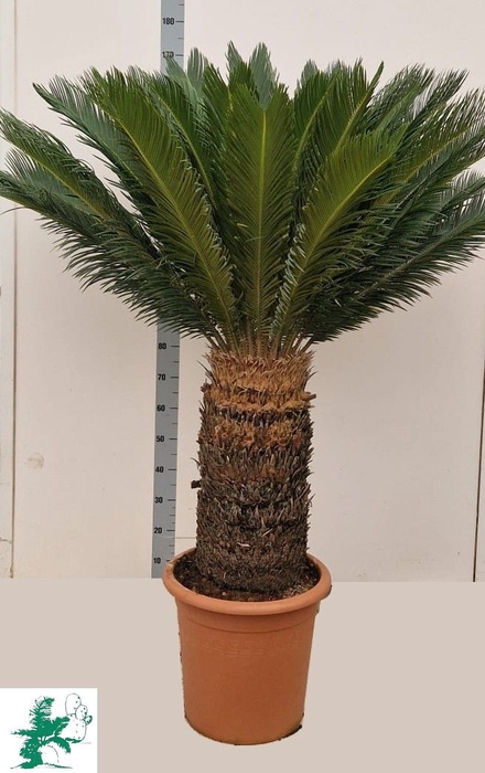 <h4>CYCAS REVOLUTA</h4>