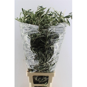 Olijf 400 Gram 100cm