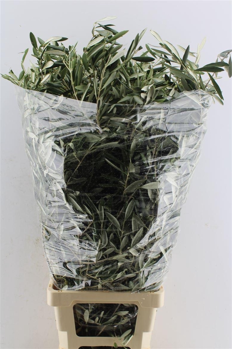 <h4>Olijf 400 Gram 100cm</h4>