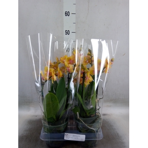 Phalaenopsis multi. 'Limpopo'