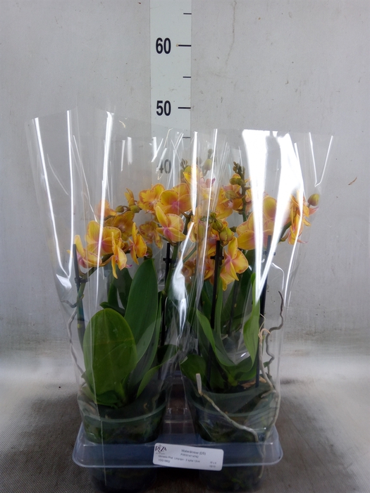 <h4>Phalaenopsis multi. 'Limpopo'</h4>